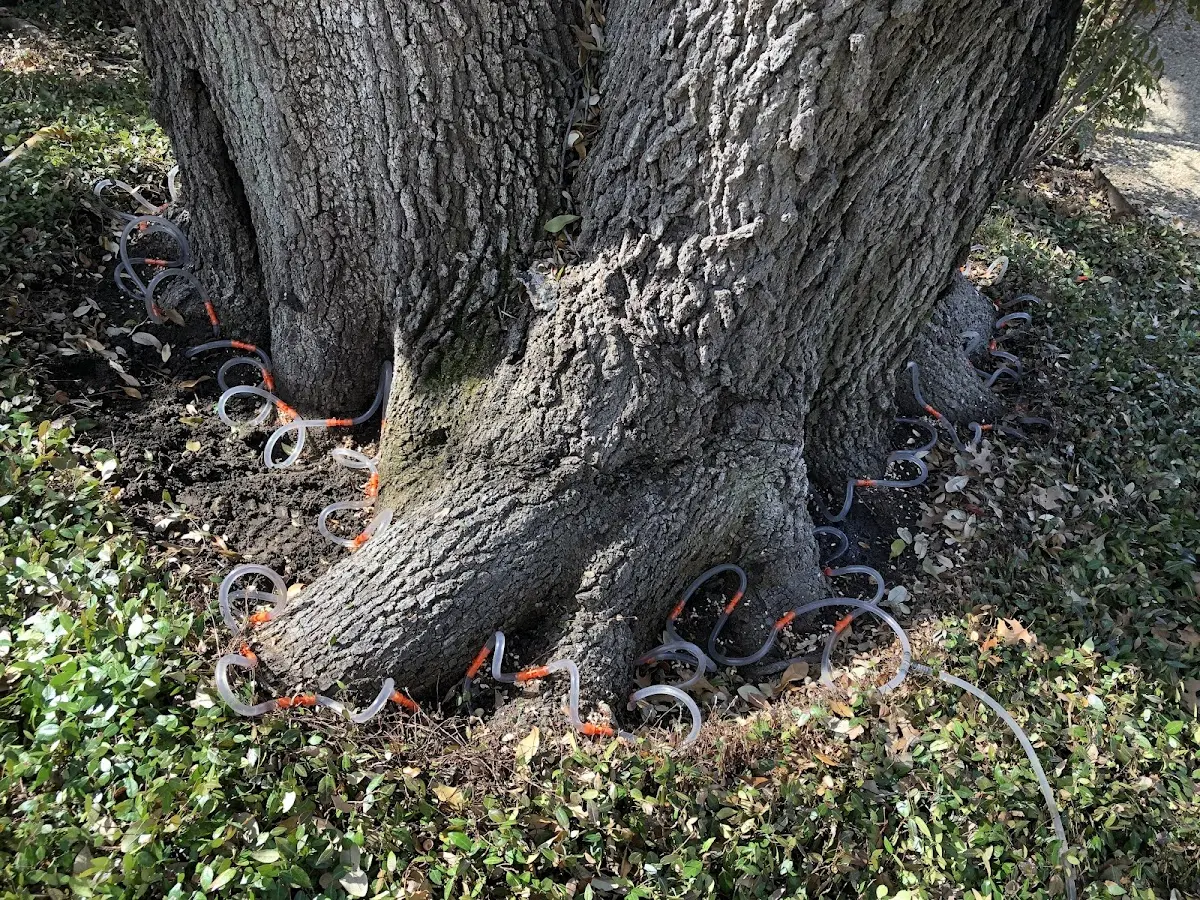 Detailed Tree Cabling and Bracing job site in Adamstown